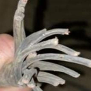 Cabo Multipolar 16 Pontas